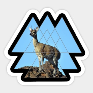 Klipspringer - Antelope in Kenya / Africa Sticker